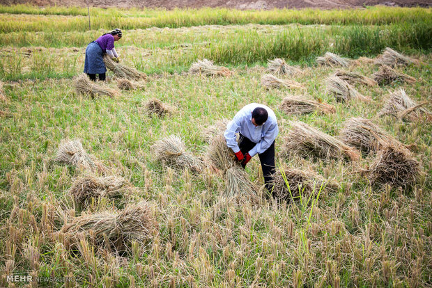برداشت پنج رقم برنج محلی از شالیزارهای دره شهر +گزارش