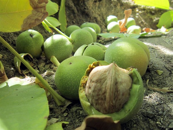 تولید ۱۱ هزار و ۵۰۰ تن گردو در باغ‌های استان