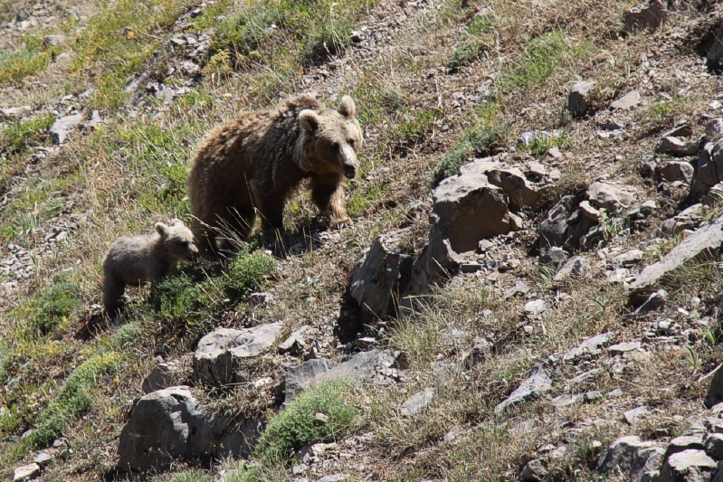 بررسی وضعیت خرس قهوه ای و پایش زیستگاه آن در دامنه سبلان