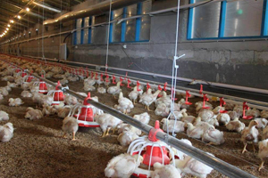 کاهش قیمت مرغ زنده و ضرر تولید کنندگان