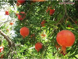 دومین جشنواره انار در فاروق مرودشت