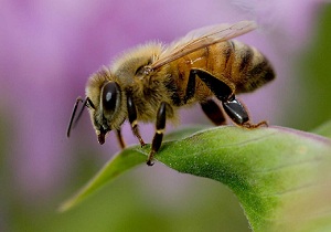 رهاسازی زنبور در مزارع اندیمشک