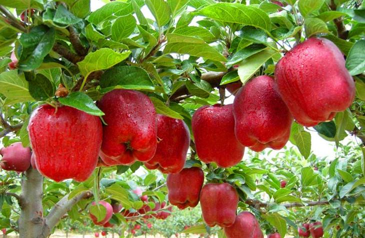 خرید سیب مازاد بازار بدون محدودیت از باغداران استان فارس