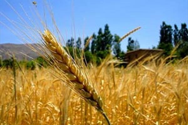 2.7 هزار میلیارد ریال سرمایه در گردش برای گندمکاران استان