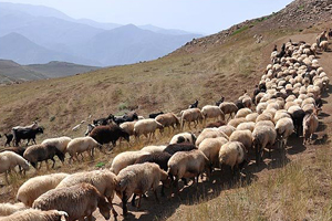 آغاز طرح اصلاح و احیای مراتع تخریب شده استان