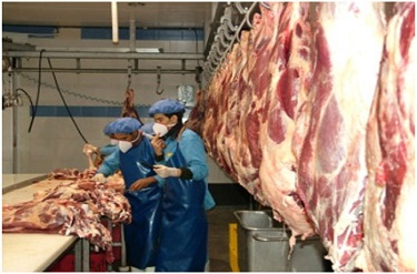 خراسان رضوی، رتبه نخست تولید گوشت قرمز در کشور