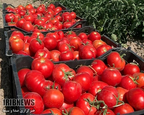 برداشت 112 هزار تن گوجه فرنگی در خراسان شمالی