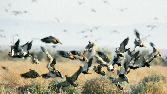 ورود پرندگان مهاجر در منطقه حفاظت شده سیرخون خواف