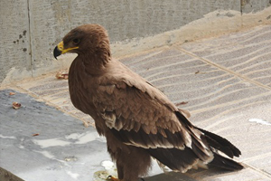 بازگرداندن عقاب صحرایی در منطقه حفاظت شده دالانکوه