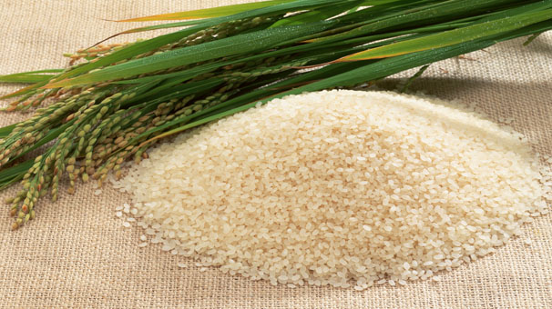 معاون وزیر جهاد کشاورزی : ساماندهی واردات برنج و صادرات میوه