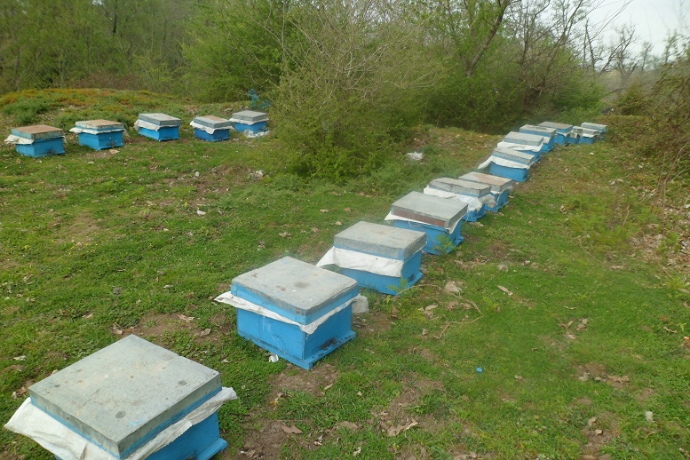 تولید ۱۲ تن عسل در شهرستان البرز