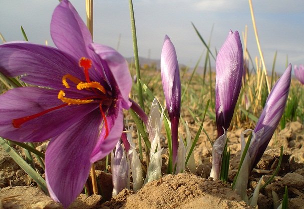 برداشت زعفران در فیروزآباد