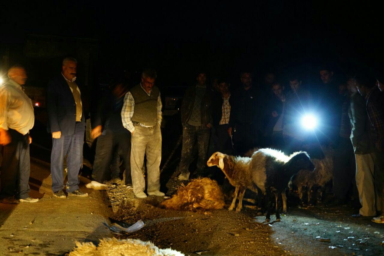 برخورد پژو با رمه گوسفندان و تلف شدن 18 رأس گوسفند در تصادف