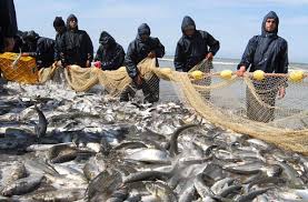 کاهش صید ماهی در گیلان