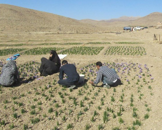 اجرای طرح روستا تعاون در 14 روستای شهرستان دشتی