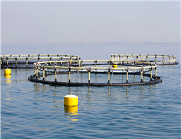 بزرگترین سایت پرورش ماهی در قفس کشور به مرحله تولید رسید