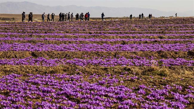 تولید 79 درصد زعفران کشور در خراسان رضوی