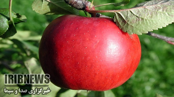 صادرات میلیونی  سیب درختی  زنجان