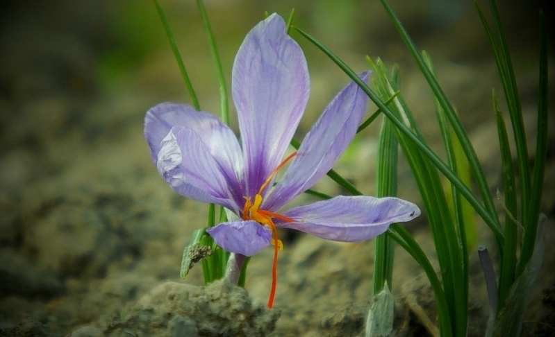 کاشت آزمایشی زعفران در گچساران
