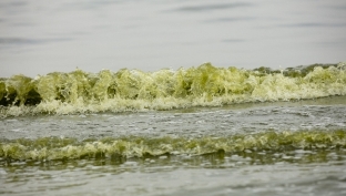 مشاهده بلوم جلبکی سبز در آب‌های هرمزگان