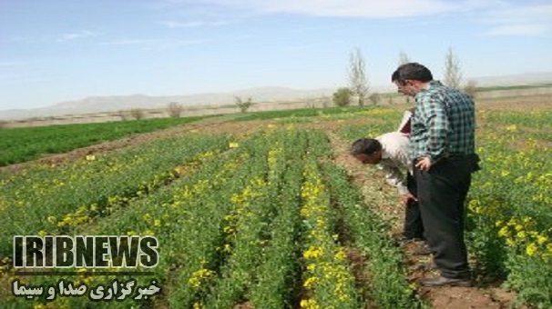 توسعه کشاورزی با اجرای طرحهای تحقیقاتی ، زنجان