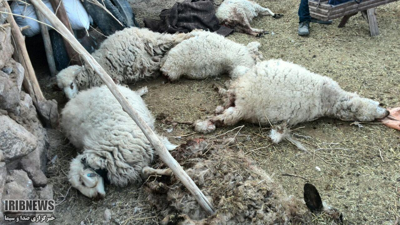 حمله گرگ به آغل گوسفندان در شوسف