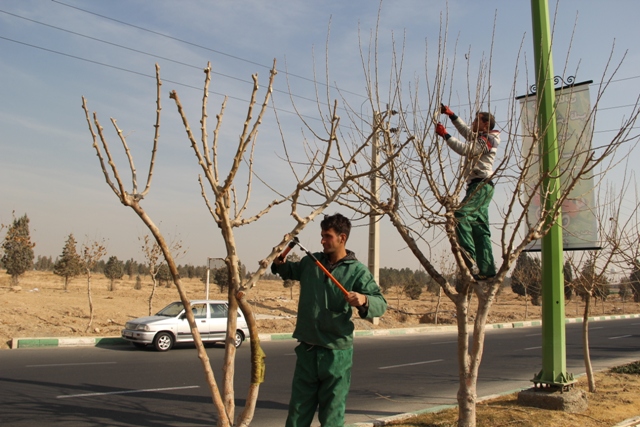 آغاز طرح هرس و بازپیرایی  بوستان های شهر