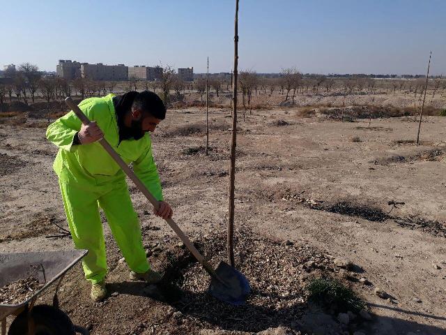 آغازاولین مرحله مالچ پاشی در بوستان ها