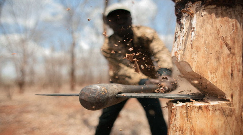 قطع ۱۳۰ اصله درخت در کهگیلویه توسط افراد ناشناس