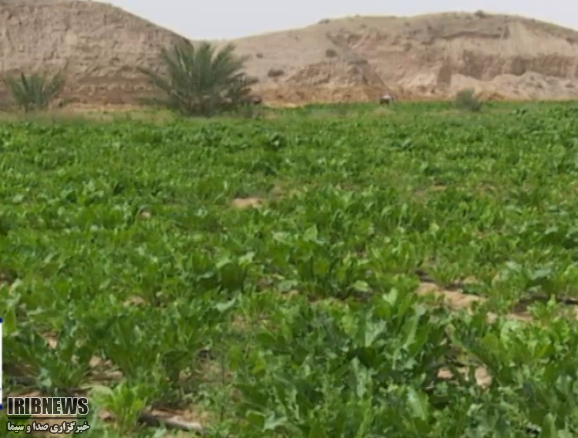 کشت چغندر قند در روستای سمل