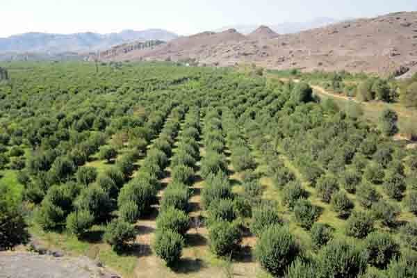  تولید ۵۹۰ هزارتن محصولات باغی در استان قزوین