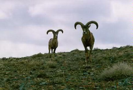 غنای مناطق حفاظت شده 