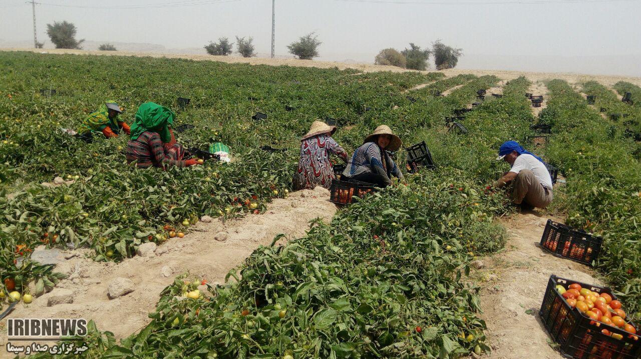 آغاز برداشت گوجه فرنگی