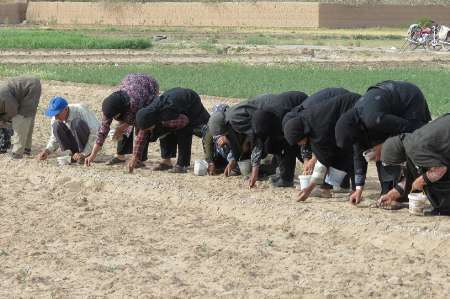 تولید انحصاری 650 تن بذر پنبه در خراسان جنوبی