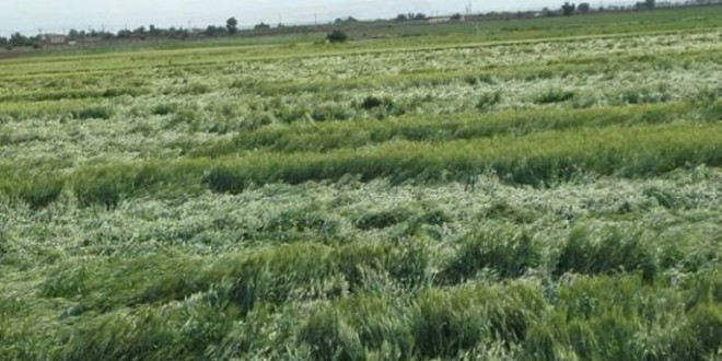 خسارت تندباد به 78هزار هکتار از اراضی کشاورزی خوزستان