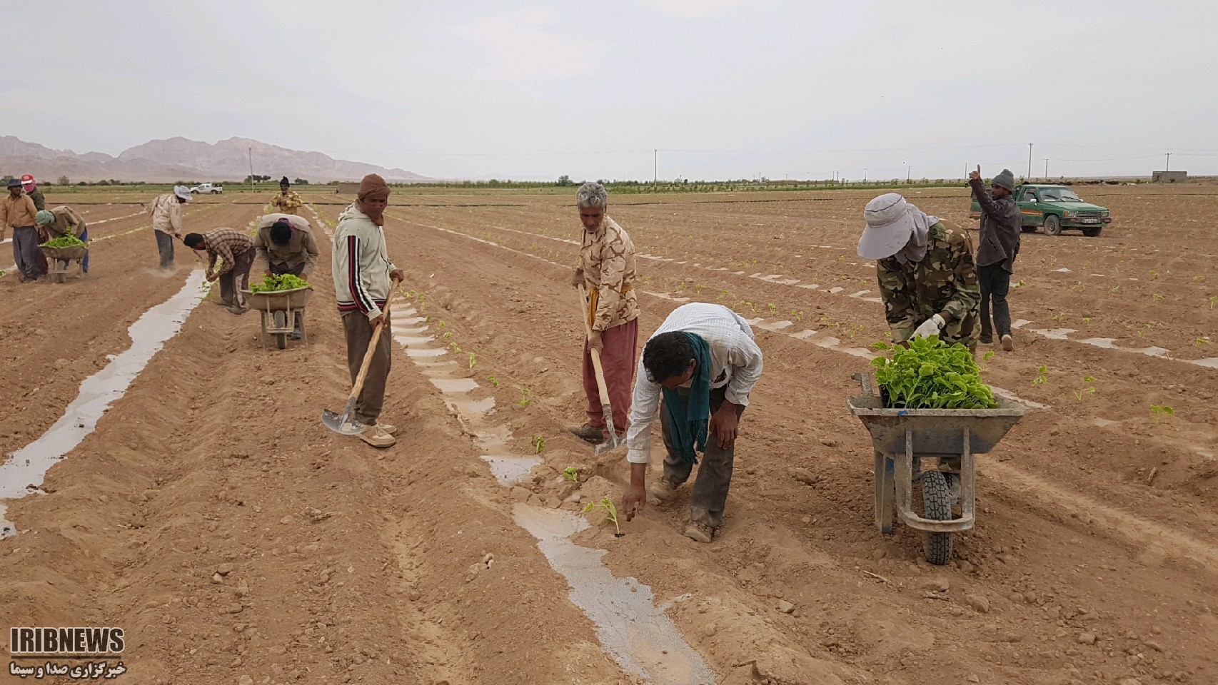 کشت نشاء خربزه برای اولین بار در زیرکوه