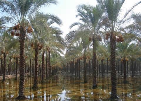 طرح تحول کشاورزی دشتستان به تصویب رسید