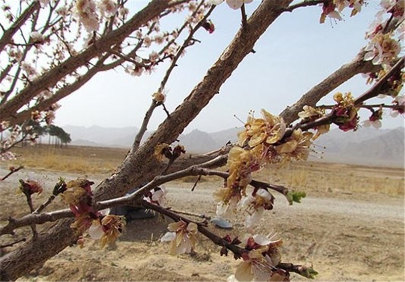 سرما به باغات جغتای خسارت وارد کرد