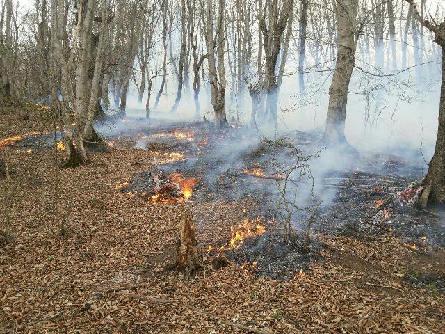 جنگل های مرزن اباد همچنان در شعله های اتش / نیاز مبرم به بالگرد