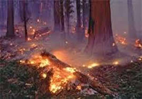 مهارشدن کامل آتش سوزی در گیلان