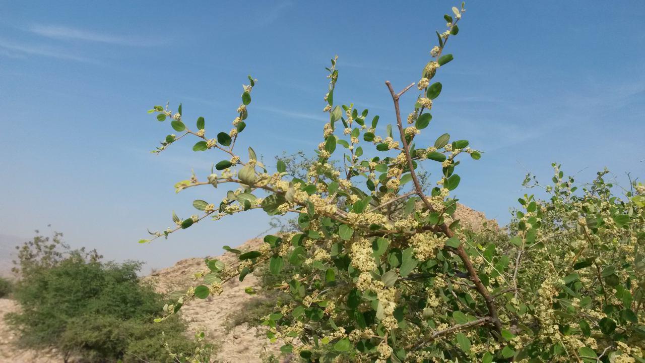 خودنمایی بردخون بر کناره خلیج فارس