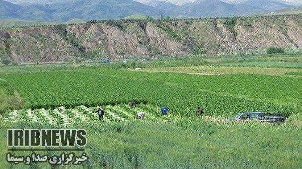 آغاز نشای گوجه فرنگی درطارم زنجان