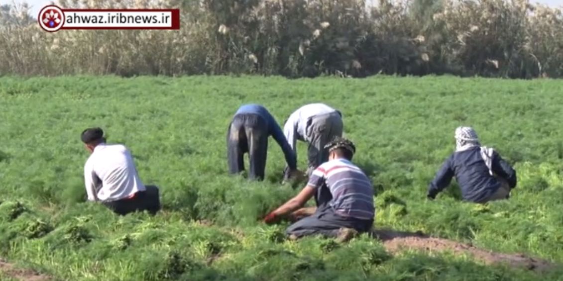 آغاز برداشت سبزی از مزارع شهرستان حمیدیه