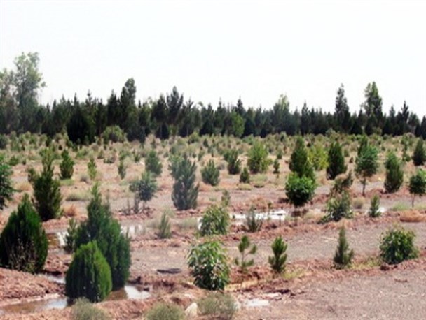 ۵۴ هزار هکتار جنگل کاری در استان