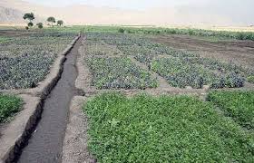 منع کشت سبزیجات در سه منطقه گچساران