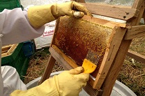 تولید 840 تن عسل در استان مرکزی