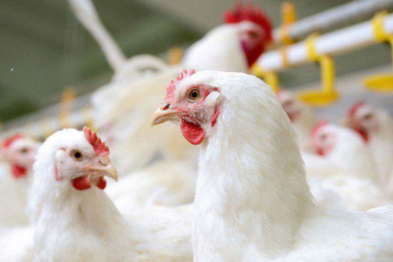 مصرف مرغ بالای ۲ کیلوگرم برای سلامتی توصیه نمی‌شود