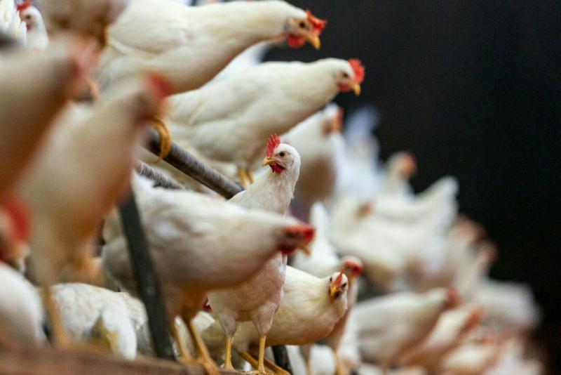 پشت بارنامه‌ای و دلالی از علل اصلی افزایش قیمت مرغ