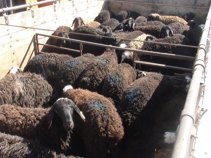 توقیف کامیون حامل گوسفند قاچاق در داراب