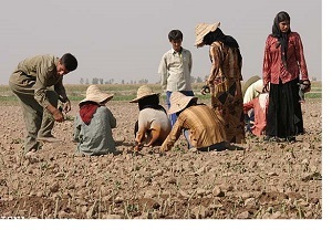 کشاورزان خرمشهری خواستارپرداخت بیمه خشکسالی